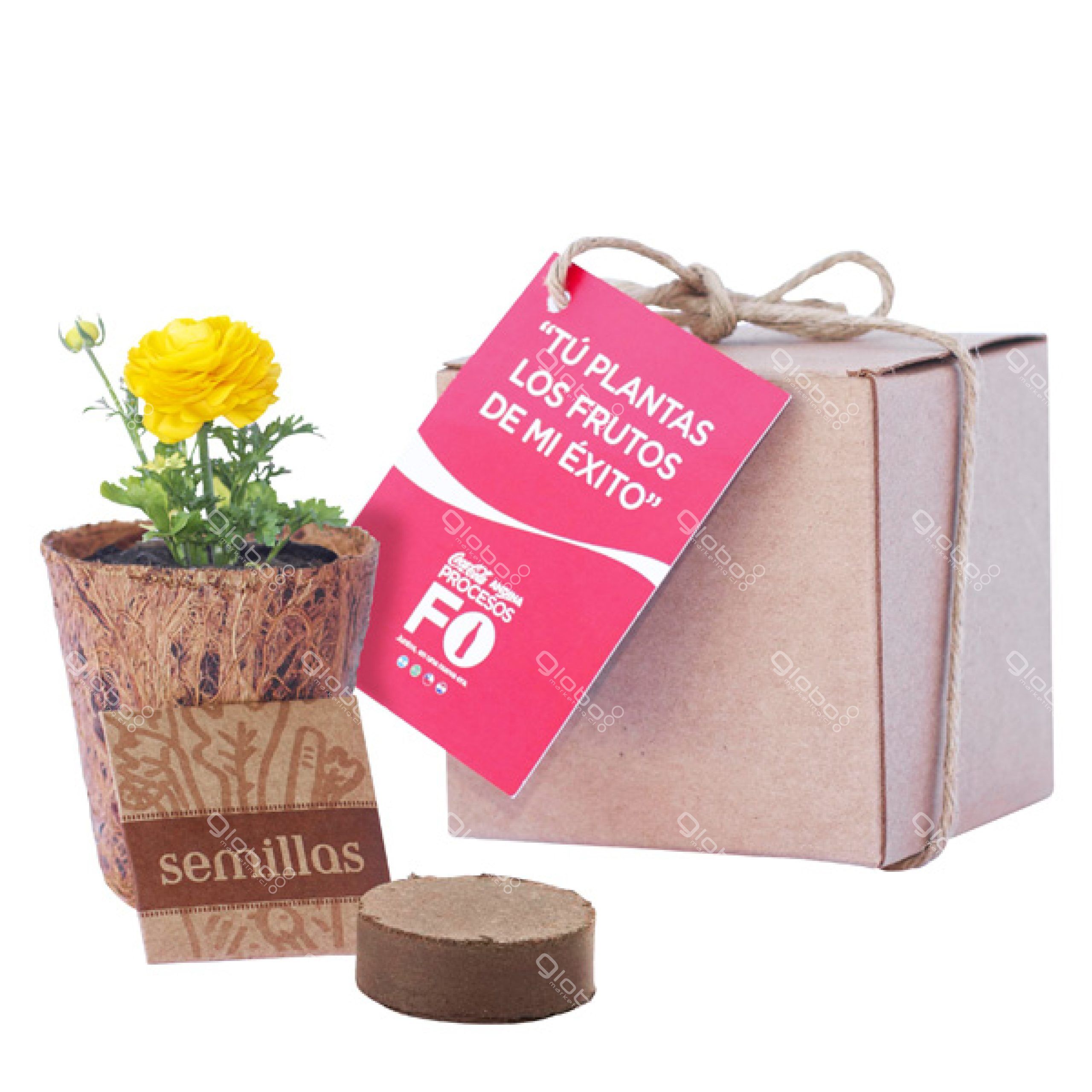 KIT DE SIEMBRA 23 Mini Huerto_2